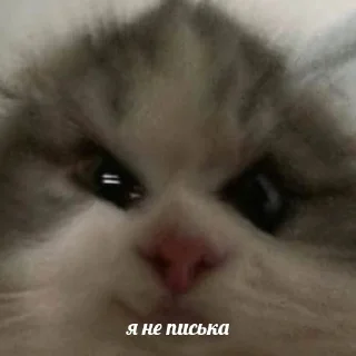 Стикер Больше стикеров 👉🏻 @stickertg4 - 1