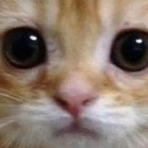 Sticker дазац идёт нахуй,а чуя котик - 11