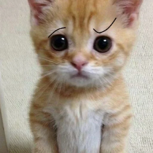 Sticker дазац идёт нахуй,а чуя котик - 9