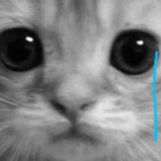 Sticker дазац идёт нахуй,а чуя котик - 8