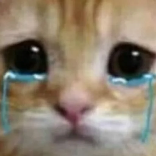 Sticker дазац идёт нахуй,а чуя котик - 7