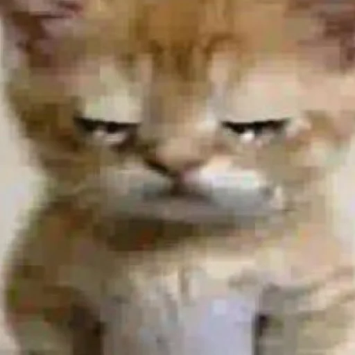 Sticker дазац идёт нахуй,а чуя котик - 6