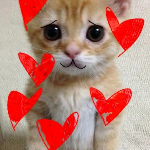 Sticker дазац идёт нахуй,а чуя котик - 4