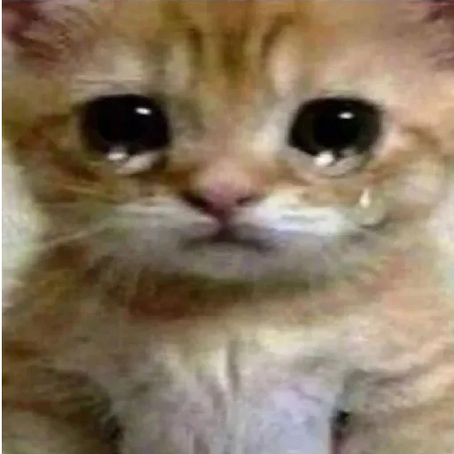 Sticker дазац идёт нахуй,а чуя котик - 3