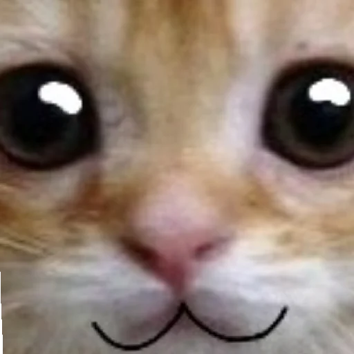 Sticker дазац идёт нахуй,а чуя котик - 2