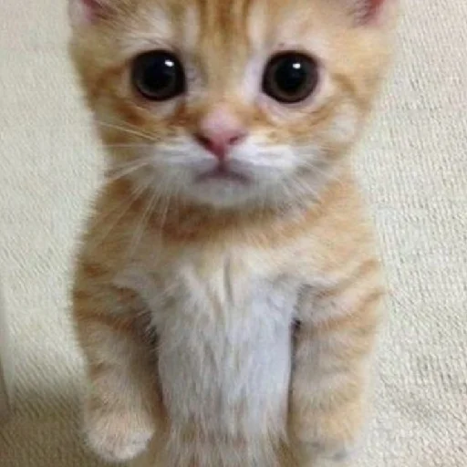 Sticker дазац идёт нахуй,а чуя котик - 1