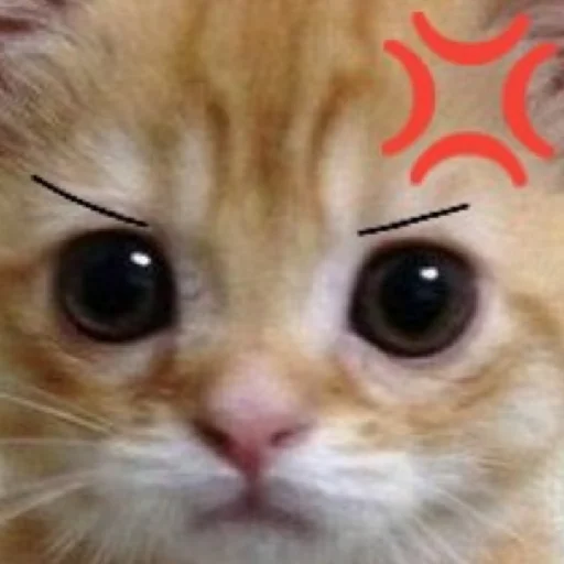 Sticker дазац идёт нахуй,а чуя котик - 0