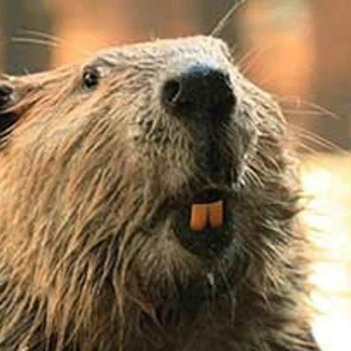 Sticker Дазай-сан бебрик - 10