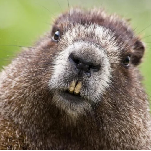 Sticker Дазай-сан бебрик - 5