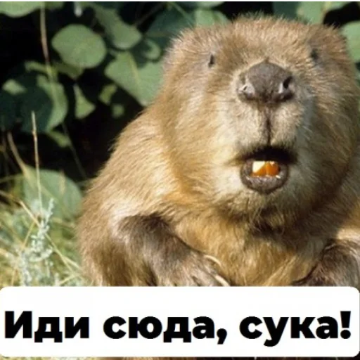 Sticker Дазай-сан бебрик - 2