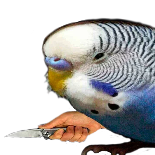 Sticker dcp pack - 6