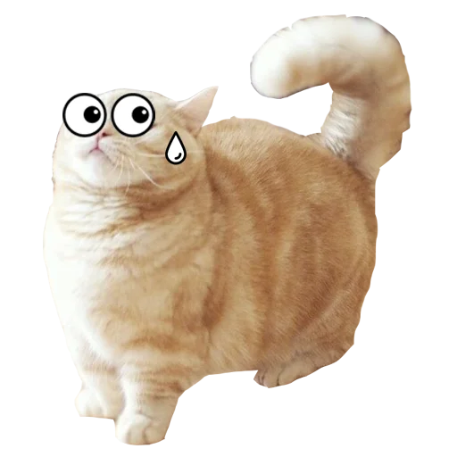 животное домашняя кошка комнатный