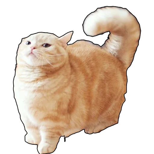 животное домашняя кошка кошка