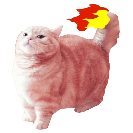 домашняя кошка кошки малого и среднего размера кошка