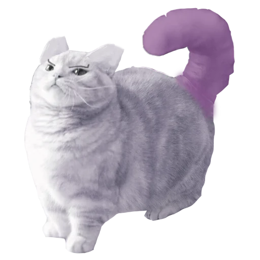 animal small to medium-sized cats domestic cat