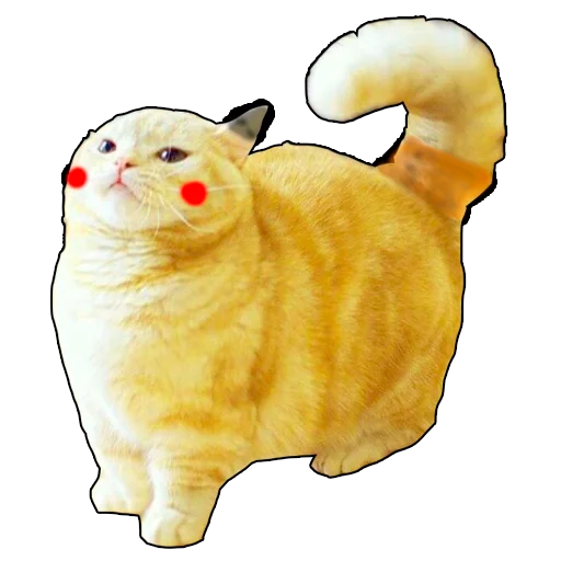 animal domestic cat small to medium-sized cats