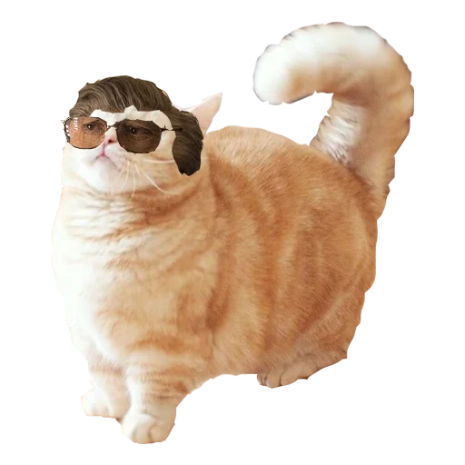 животное млекопитающее кошка