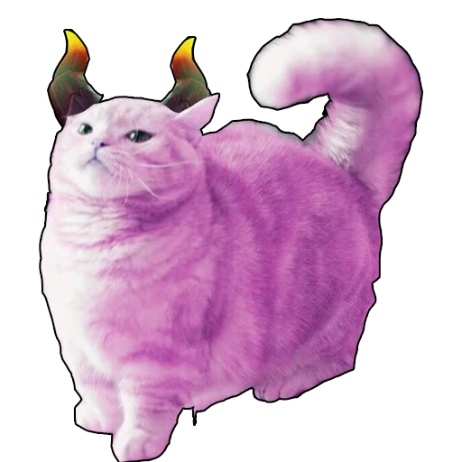 кошка животное кролик