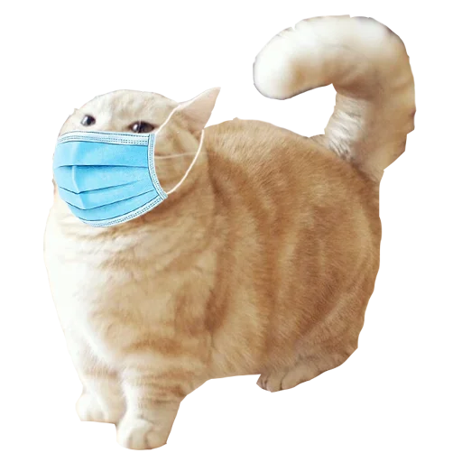 кошка животное ткань