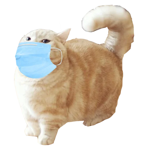 кошка животное