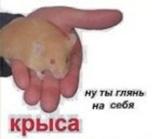 млекопитающее животное СМС