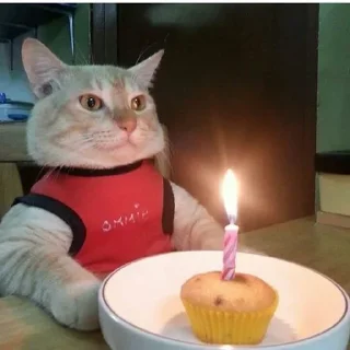 Sticker @dead_inside_mems коты:) - 3