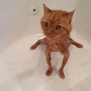 Sticker @dead_inside_mems коты:) - 7