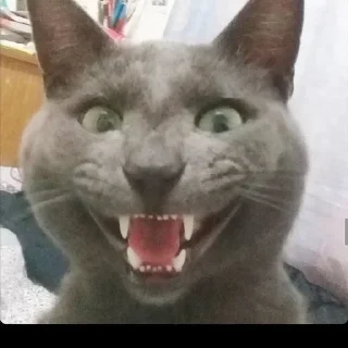 Sticker @dead_inside_mems коты:) - 0