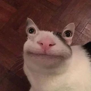 Sticker @dead_inside_mems коты:) - 9