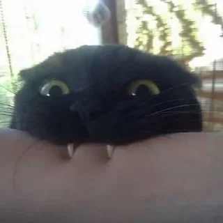 Sticker @dead_inside_mems коты:) - 1