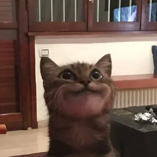 Sticker @dead_inside_mems коты:) - 2