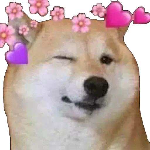 животное собака млекопитающее