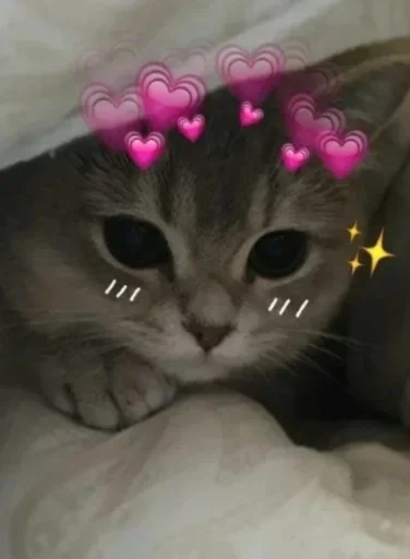 cat small to medium-sized cats animal