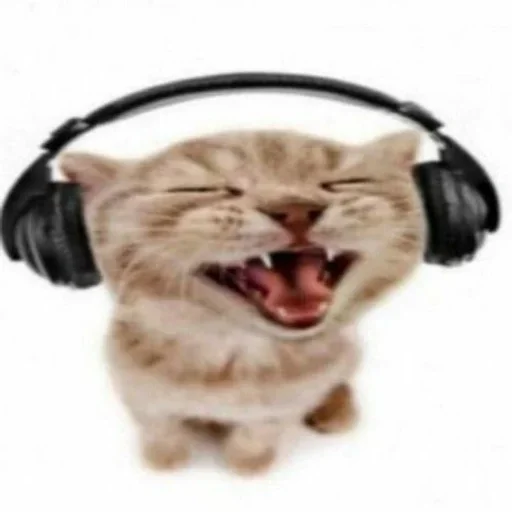 headphones cat animal
