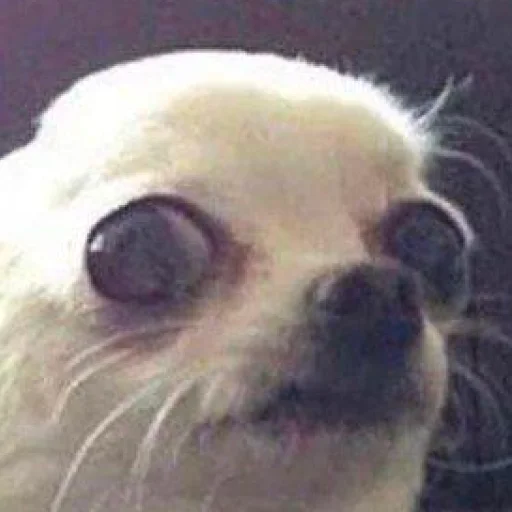 Sticker DearDiaryisalreadyfilled - 1