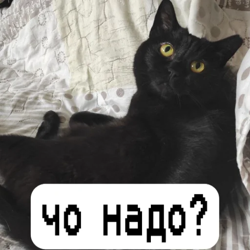 Sticker Debmemeforyou - 1