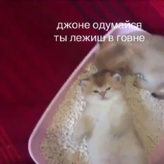 Стикер Дэбильность Для Бесед - 4