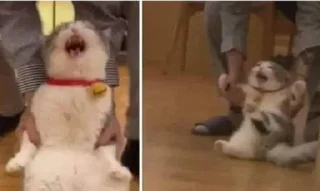 Стикер Дэбильность Для Бесед - 3