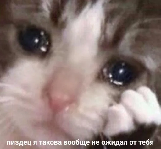 животное млекопитающее кошка