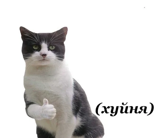 животное млекопитающее домашняя кошка