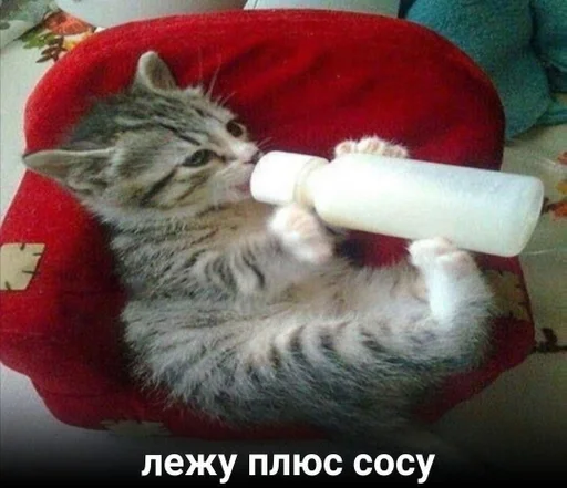 кошки малого и среднего размера комнатный кошачьи