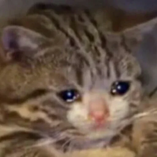 Стикер Favourite by @fStikBot - 8