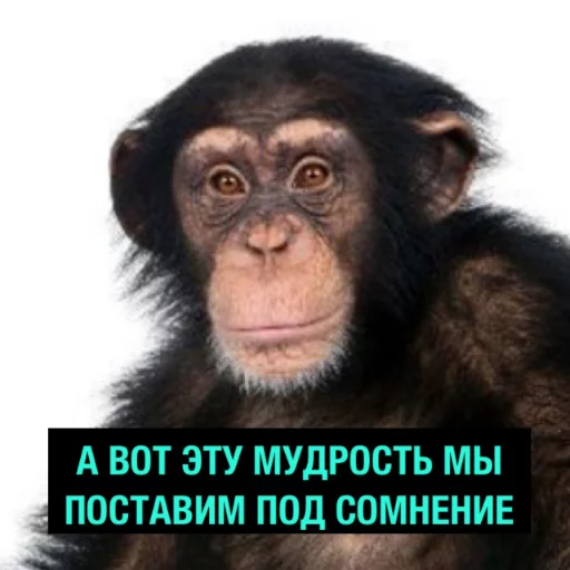 animal mammal primate