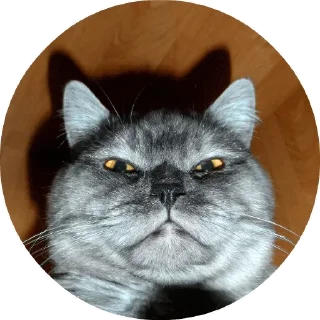 Дела Котеечные - животное