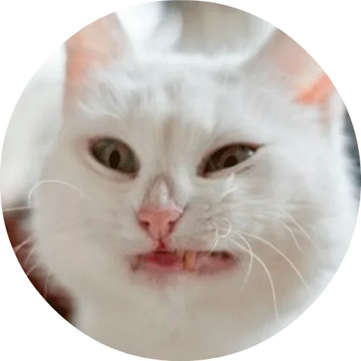 animal mammal domestic cat