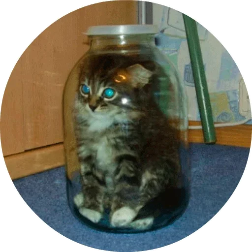 cat animal bottle