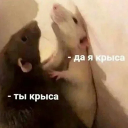 animal mammal rodent