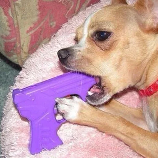 animal pet dog breed