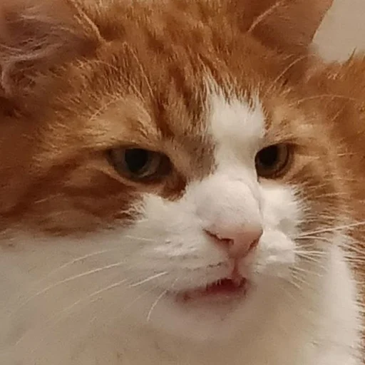 Моё сокровище - 