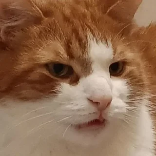 Стикер Моё сокровище - 2